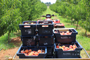 Direct From Aussie Farmers Direct From Aussie Farmers